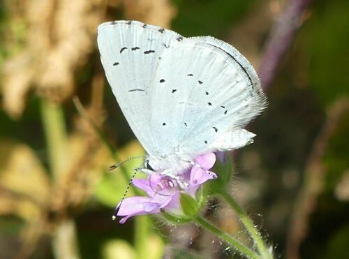 Holly Blue - Photo (c) mediambient_ajelprat, some rights reserved (CC BY-NC)