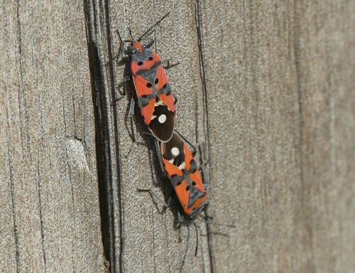 Black-and-Red Bug - Photo (c) mediambient_ajelprat, some rights reserved (CC BY-NC)