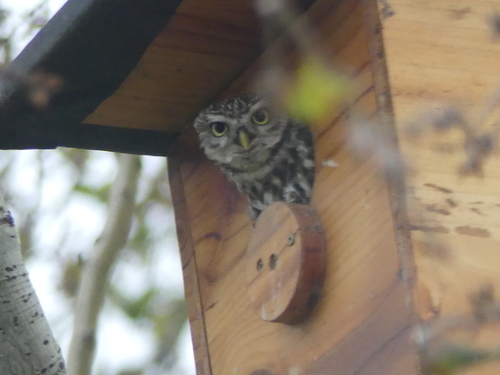 Little Owl - Photo (c) mediambient_ajelprat, some rights reserved (CC BY-NC)