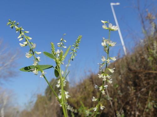 White Sweetclover - Photo (c) mediambient_ajelprat, some rights reserved (CC BY-NC)