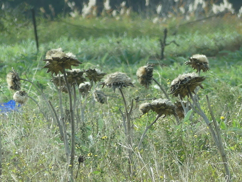 Cynara cardunculus scolymus - Photo (c) mediambient_ajelprat, some rights reserved (CC BY-NC)