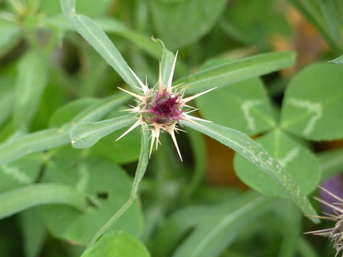 Knapweeds - Photo (c) mediambient_ajelprat, some rights reserved (CC BY-NC)