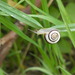 White-lipped Snail - Photo (c) mediambient_ajelprat, some rights reserved (CC BY-NC), uploaded by mediambient_ajelprat