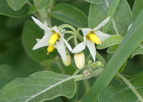 Tall Nightshade - Photo (c) mediambient_ajelprat, some rights reserved (CC BY-NC)