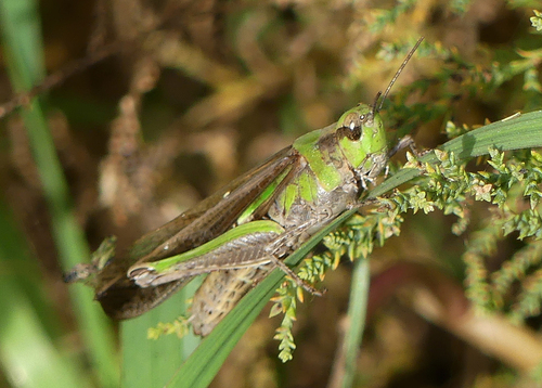 Migratory Locust - Photo (c) mediambient_ajelprat, some rights reserved (CC BY-NC)