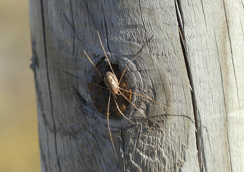 European Harvestman - Photo (c) mediambient_ajelprat, some rights reserved (CC BY-NC)