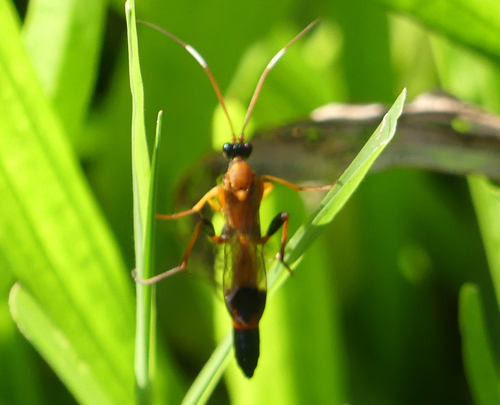 Ichneumonid Wasps - Photo (c) mediambient_ajelprat, some rights reserved (CC BY-NC)