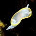 Diaphorodoris alba - Photo (c) Miquel Pontes, some rights reserved (CC BY-NC-SA), uploaded by Miquel Pontes