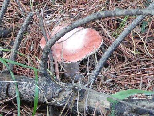 Russula sanguinaria - Photo (c) mediambient_ajelprat, some rights reserved (CC BY-NC)