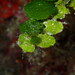 Pennyweed - Photo (c) Enric Badosa, some rights reserved (CC BY-NC), uploaded by Enric Badosa