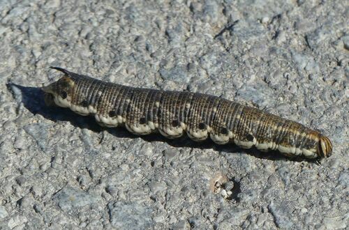 Convolvulus Hawkmoth - Photo (c) mediambient_ajelprat, some rights reserved (CC BY-NC)