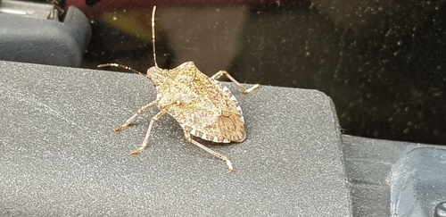 Brown Marmorated Stink Bug - Photo (c) mediambient_ajelprat, some rights reserved (CC BY-NC)