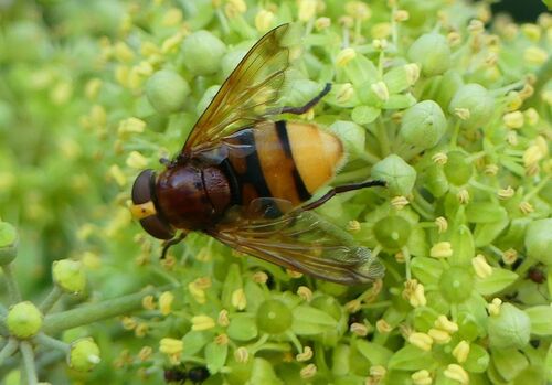 Hornet Mimic Hover Fly - Photo (c) mediambient_ajelprat, some rights reserved (CC BY-NC)