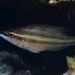 East Atlantic Peacock Wrasse - Photo (c) xavi salvador costa, some rights reserved (CC BY-NC), uploaded by xavi salvador costa