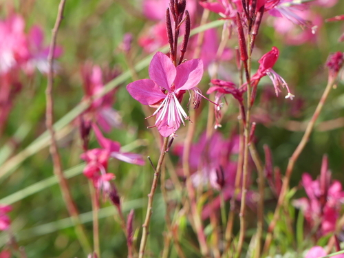 Gaura lindheimeri - Photo (c) mediambient_ajelprat, some rights reserved (CC BY-NC)