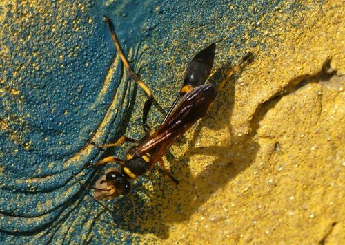 Yellow-legged Mud-dauber Wasp - Photo (c) mediambient_ajelprat, some rights reserved (CC BY-NC)