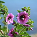 Hibiscuses - Photo (c) Jose-Antonio Ortiz-Marzo, some rights reserved (CC BY-NC), uploaded by Jose-Antonio Ortiz-Marzo