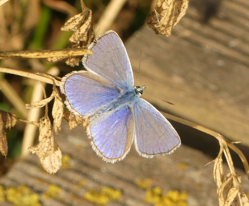 Common Blue - Photo (c) mediambient_ajelprat, some rights reserved (CC BY-NC)