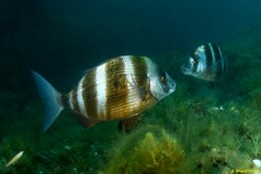 Horned Bream - Photo (c) Miquel Pontes, some rights reserved (CC BY-NC-SA), uploaded by Miquel Pontes