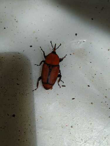 Red Palm Weevil - Photo (c) mediambient_ajelprat, some rights reserved (CC BY-NC)