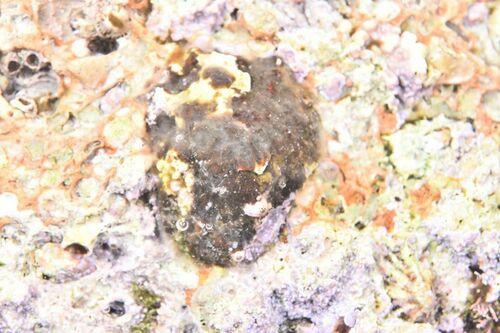 Pseudolithoderma adriaticum - Photo (c) xavi salvador costa, some rights reserved (CC BY-NC)