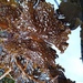 Sieve Kelp - Photo (c) CoastalWarming, some rights reserved (CC BY-NC), uploaded by CoastalWarming