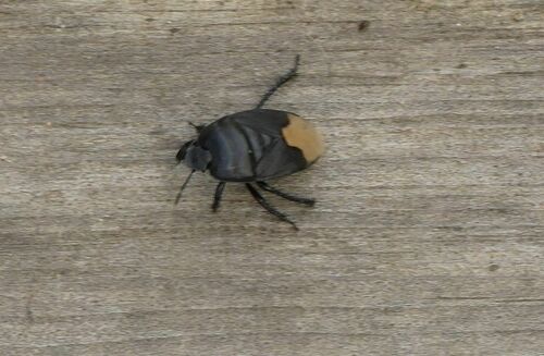 Black Burrowing Bug - Photo (c) mediambient_ajelprat, some rights reserved (CC BY-NC)