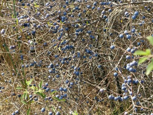 Blackthorn - Photo (c) mediambient_ajelprat, some rights reserved (CC BY-NC)