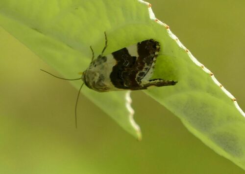 Pale Shoulder - Photo (c) mediambient_ajelprat, some rights reserved (CC BY-NC)
