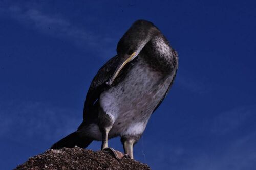 European Shag - Photo (c) xavi salvador costa, some rights reserved (CC BY-NC)