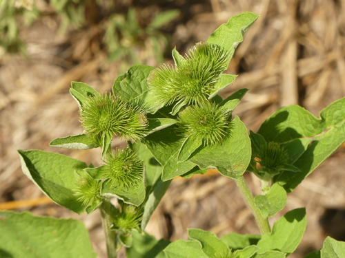 Lesser Burdock - Photo (c) mediambient_ajelprat, some rights reserved (CC BY-NC)