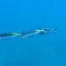 Mediterranean Horse Mackerel - Photo (c) xavi salvador costa, some rights reserved (CC BY-NC), uploaded by xavi salvador costa