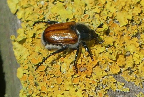 Anisoplia - Photo (c) mediambient_ajelprat, some rights reserved (CC BY-NC)