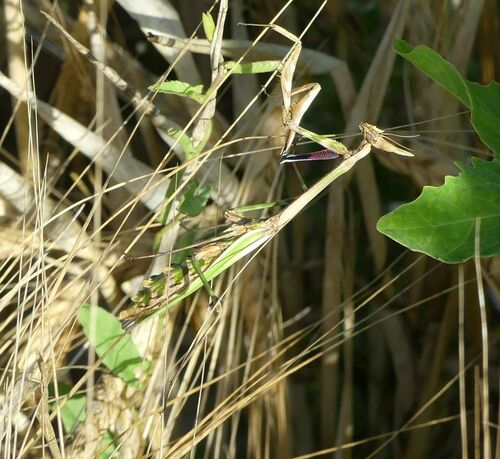 Mediterranean Conehead Mantis - Photo (c) mediambient_ajelprat, some rights reserved (CC BY-NC)