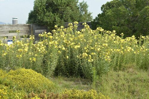 Large-flowered Evening-Primrose - Photo (c) mediambient_ajelprat, some rights reserved (CC BY-NC)