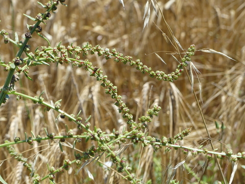Beet - Photo (c) mediambient_ajelprat, some rights reserved (CC BY-NC)