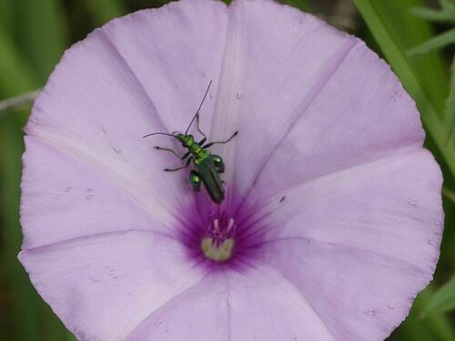 Oedemera nobilis - Photo (c) mediambient_ajelprat, some rights reserved (CC BY-NC)