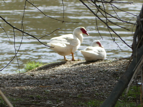 Muscovy Duck - Photo (c) mediambient_ajelprat, some rights reserved (CC BY-NC)