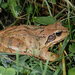 European Common Frog - Photo (c) ramonservitje, some rights reserved (CC BY-NC), uploaded by ramonservitje