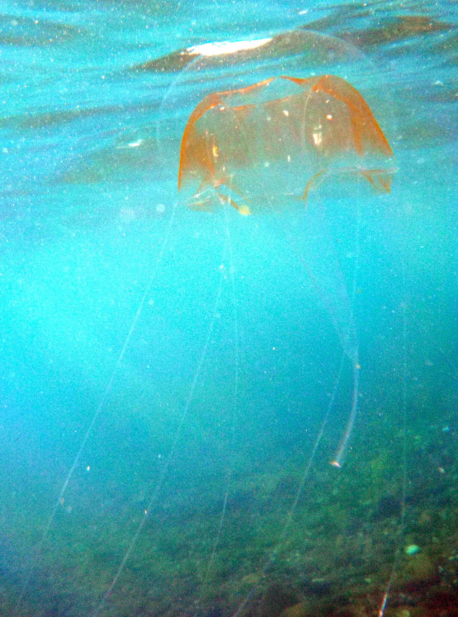 Geryonia proboscidalis (Forsskål, 1775)