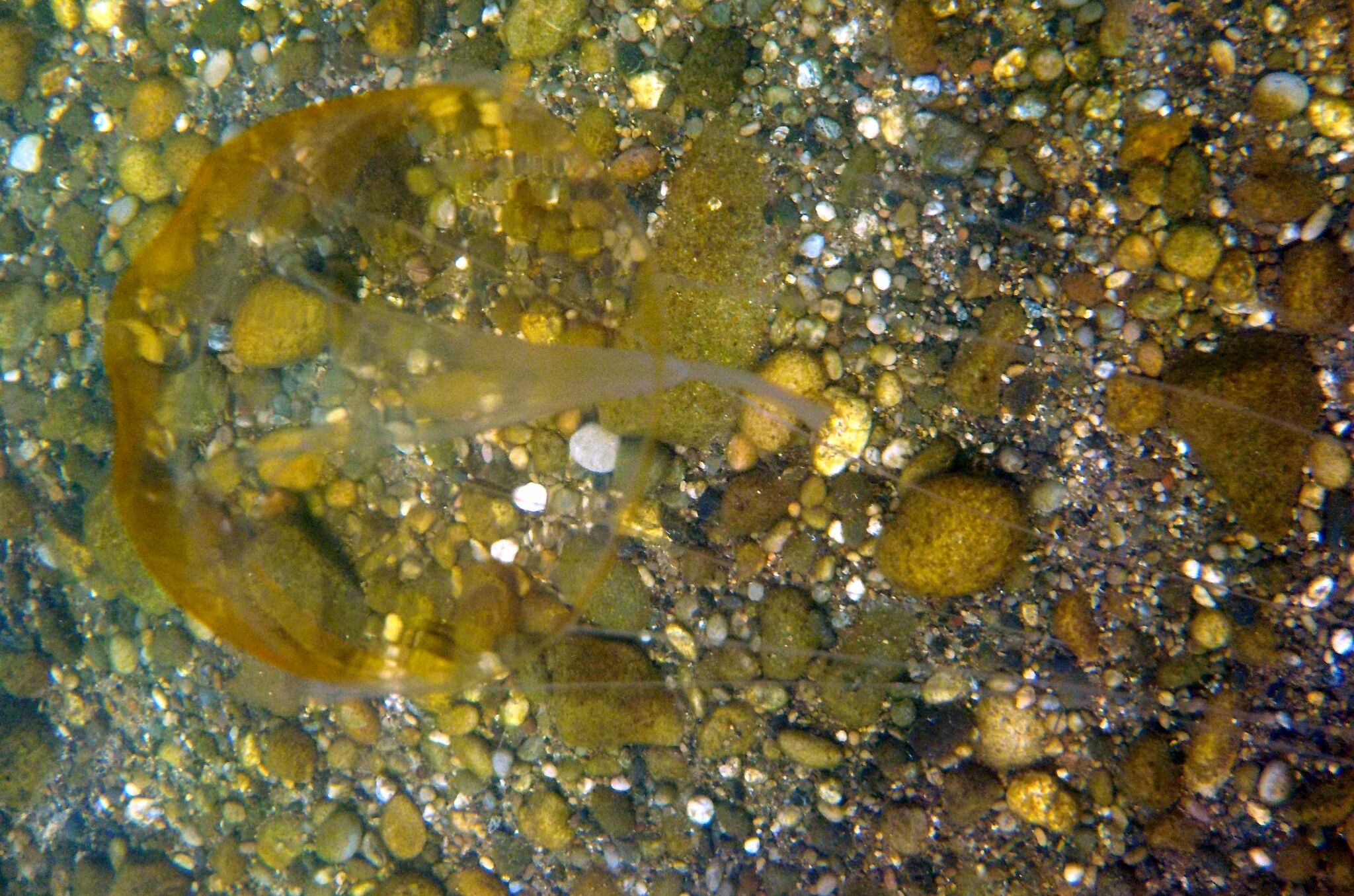 Geryonia proboscidalis (Forsskål, 1775)