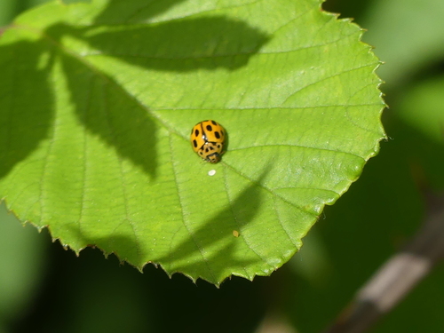 Fourteen-spotted Lady Beetle - Photo (c) mediambient_ajelprat, some rights reserved (CC BY-NC)