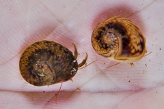 Tritia neritea - Photo (c) xavi salvador costa, some rights reserved (CC BY-NC)