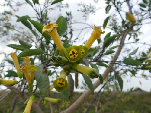 Tree Tobacco - Photo (c) mediambient_ajelprat, some rights reserved (CC BY-NC)