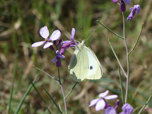 Large White - Photo (c) mediambient_ajelprat, some rights reserved (CC BY-NC)