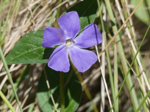 Greater Periwinkle - Photo (c) mediambient_ajelprat, some rights reserved (CC BY-NC)