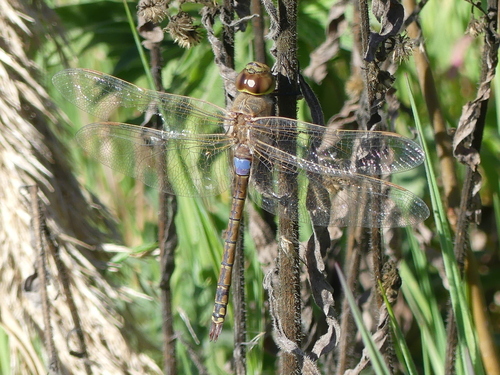 Vagrant Emperor - Photo (c) mediambient_ajelprat, some rights reserved (CC BY-NC)