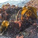 Sea Rods - Photo (c) CoastalWarming, some rights reserved (CC BY-NC), uploaded by CoastalWarming