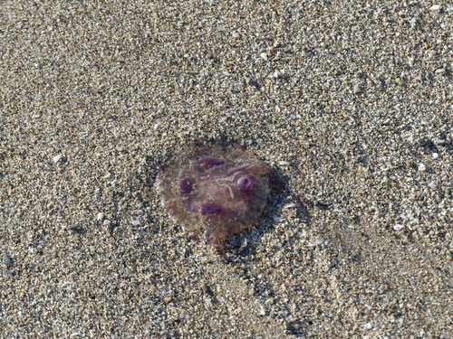 Moon Jellies - Photo (c) mediambient_ajelprat, some rights reserved (CC BY-NC)