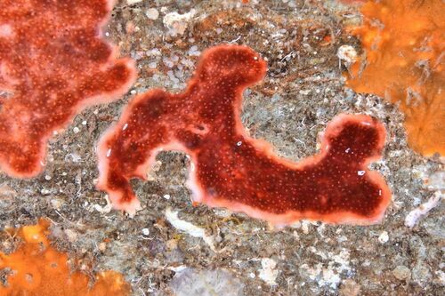 Polysyncraton lacazei - Photo (c) xavi salvador costa, some rights reserved (CC BY-NC)